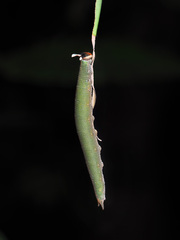 Xanthotaenia busiris