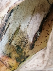 Phintelloides versicolor