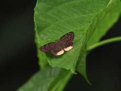 Mooreana trichoneura