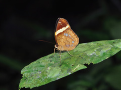 Xanthotaenia busiris