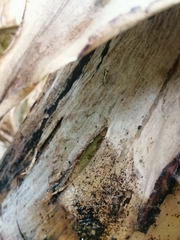 Phintelloides versicolor