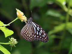 Ideopsis vulgaris