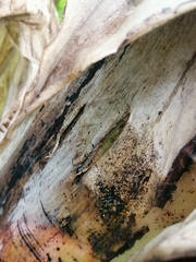 Phintelloides versicolor