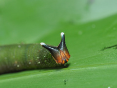 Xanthotaenia busiris