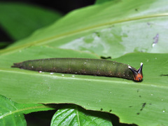 Xanthotaenia busiris