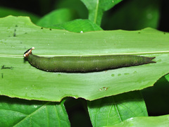 Xanthotaenia busiris