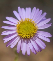 Erigeron sanctarum