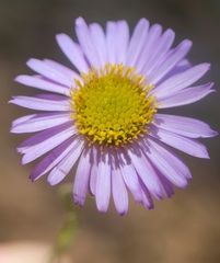 Erigeron sanctarum