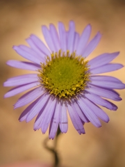 Erigeron sanctarum