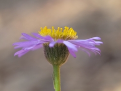 Erigeron sanctarum