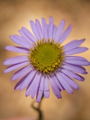 Erigeron sanctarum
