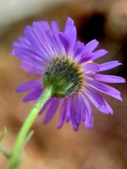 Erigeron sanctarum