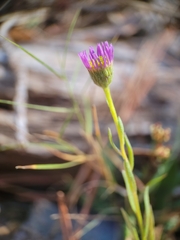 Erigeron sanctarum