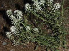 Lepidium thurberi
