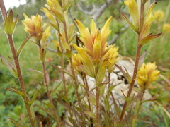 Castilleja peirsonii