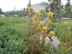 Castilleja peirsonii