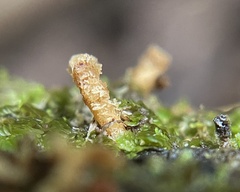 Pseudaulacaspis pentagona