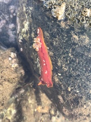 Hexabranchus sanguineus