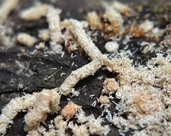 Pseudaulacaspis pentagona