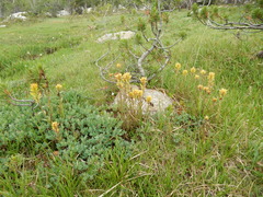 Castilleja peirsonii