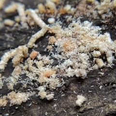 Pseudaulacaspis pentagona