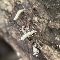 Pseudaulacaspis pentagona