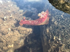 Hexabranchus sanguineus