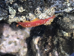 Hexabranchus sanguineus