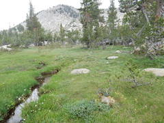 Castilleja peirsonii