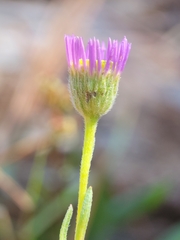 Erigeron sanctarum