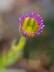 Erigeron sanctarum