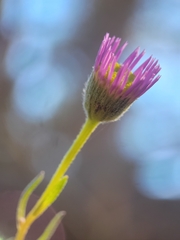 Erigeron sanctarum
