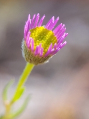 Erigeron sanctarum