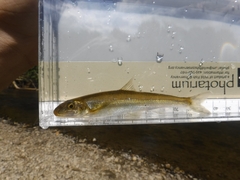 Phenacobius catostomus