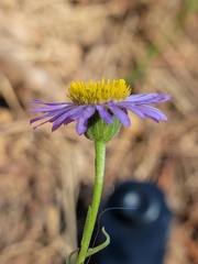 Erigeron sanctarum