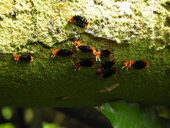 Turuptiana obliqua