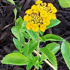Lantana viburnoides