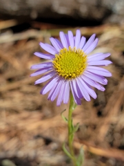 Erigeron sanctarum