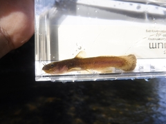 Noturus leptacanthus