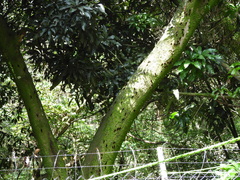 Turuptiana obliqua
