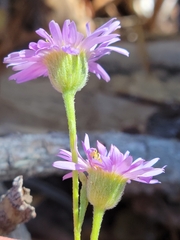 Erigeron sanctarum