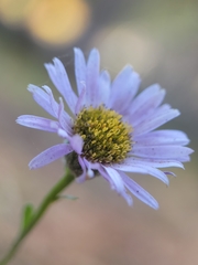 Erigeron sanctarum