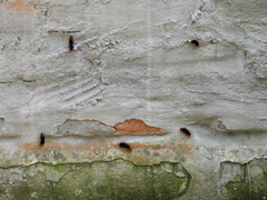 Turuptiana obliqua