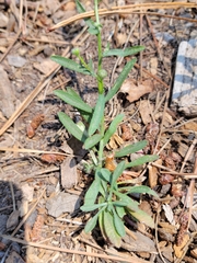 Erigeron sanctarum