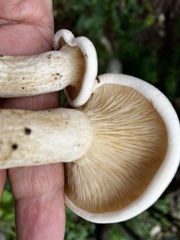Clitocybe albirhiza