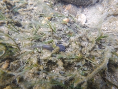 Noturus leptacanthus