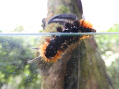 Turuptiana obliqua