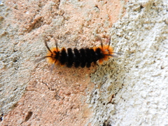 Turuptiana obliqua
