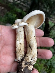Clitocybe albirhiza