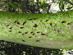 Turuptiana obliqua